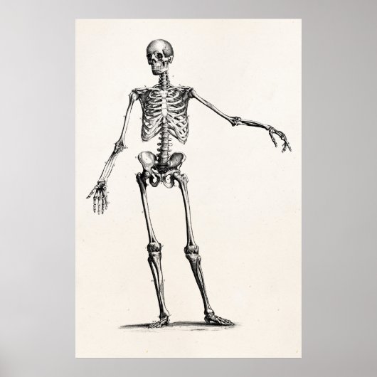 1800s Skelet Retro Anatomy Skeletons Poster (Voorkant)