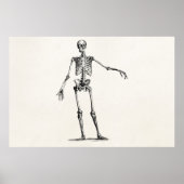  1800s Skelet Retro Anatomy Skeletons Poster (Voorkant)
