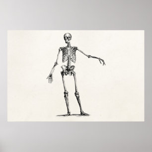 1800s Skelet Retro Anatomy Skeletons Poster
