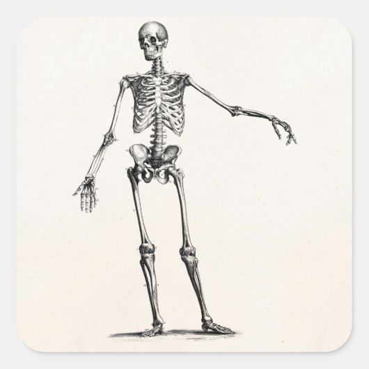  1800s Skelet Retro Anatomy Skeletons Vierkante Sticker (Voorkant)