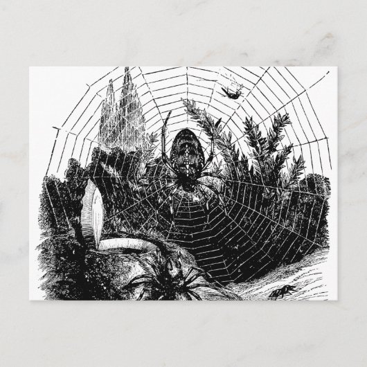 1800s Spider Web Illustration - Spiders Briefkaart (Voorkant)