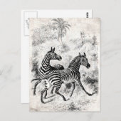  1800s Zebras Retro Old Zebras Illustration Briefkaart (Voorkant / Achterkant)