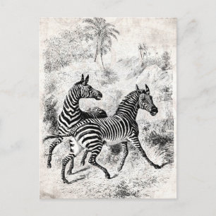  1800s Zebras Retro Old Zebras Illustration Briefkaart