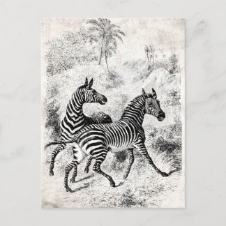 1800s Zebras Retro Old Zebras Illustration Briefkaart