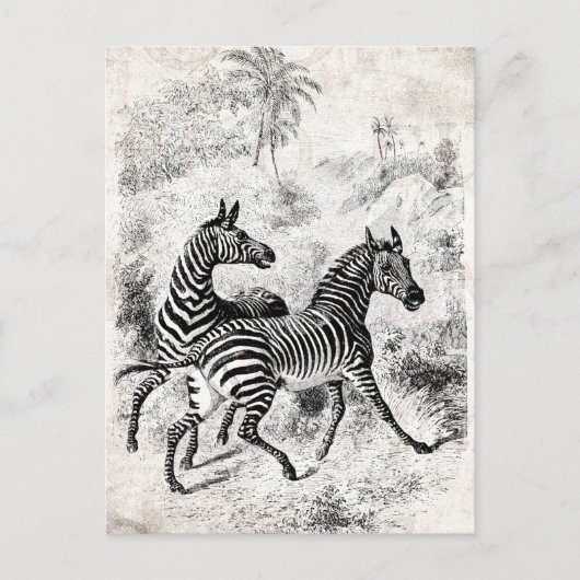  1800s Zebras Retro Old Zebras Illustration Briefkaart (Voorkant)