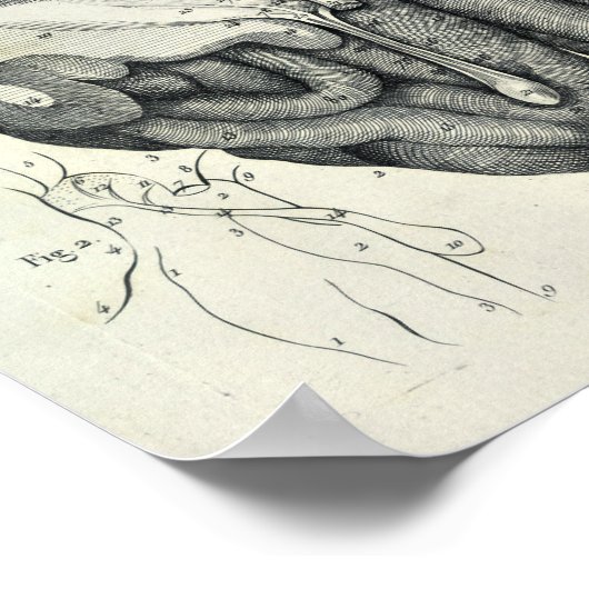  1805 Anatomical Brain Cranial Nerves Print (Hoek)