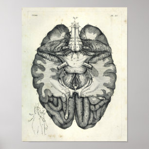 1805 Anatomical Brain Cranial Nerves Print