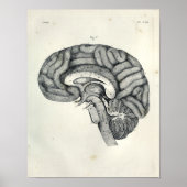  1805 Anatomical Brain Median Surface Print (Voorkant)