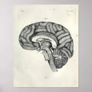  1805 Anatomical Brain Median Surface Print