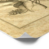 1817 Annised Culpeper Herbal Print (Hoek)