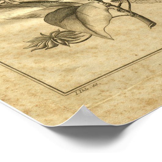 1817 Annised Culpeper Herbal Print (Hoek)