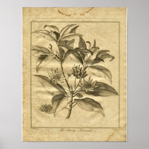 1817 Annised Culpeper Herbal Print