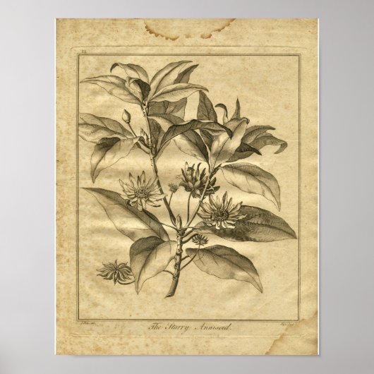 1817 Annised Culpeper Herbal Print (Voorkant)