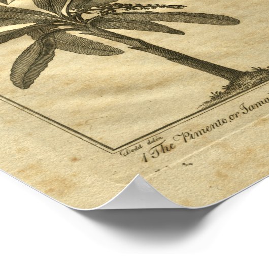 1817 Banana Plantain Culpeper Herbal Print (Hoek)