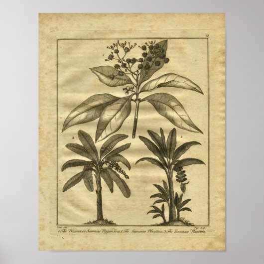 1817 Banana Plantain Culpeper Herbal Print (Voorkant)