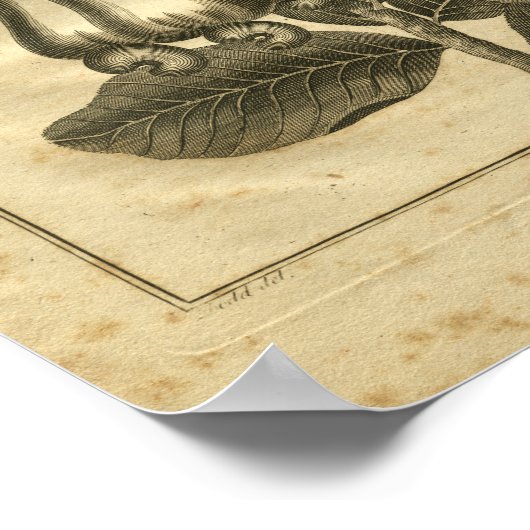 1817 Cashew Nut Culpeper Herbal Print (Hoek)