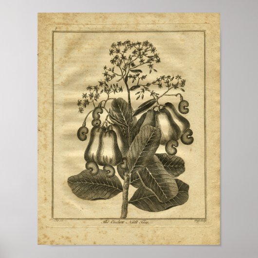 1817 Cashew Nut Culpeper Herbal Print (Voorkant)