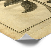 1817 Jesuits Bark Tree Culpeper Herbal Print (Hoek)