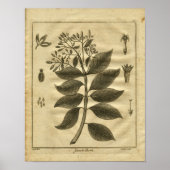1817 Jesuits Bark Tree Culpeper Herbal Print (Voorkant)