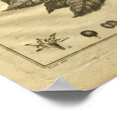 1817 Koffieboom kookplaat kruidenafdruk Poster (Hoek)