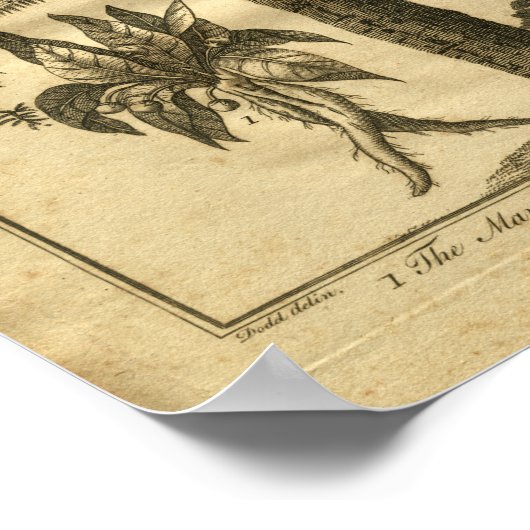 1817 Mandrake Culpeper Herbal Print (Hoek)