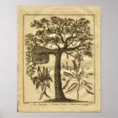 1817 Mandrake Culpeper Herbal Print (Voorkant)