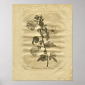 1817 Marsh Mallows Culpeper Herbal Print (Voorkant)