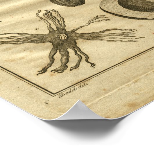 1817 Nutmeg Tree Culpeper Herbal Print (Hoek)