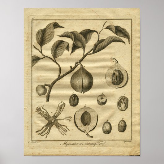 1817 Nutmeg Tree Culpeper Herbal Print (Voorkant)