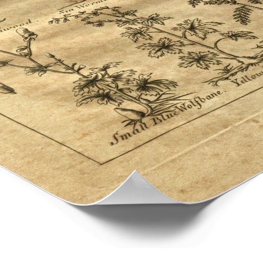 1817 Wormwood Yucca Culpeper Herbal Print (Hoek)