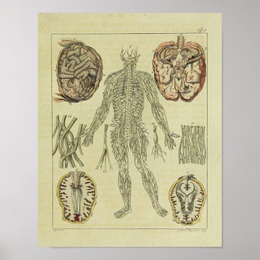  1820 Nerves Anatomy Art Print (Voorkant)