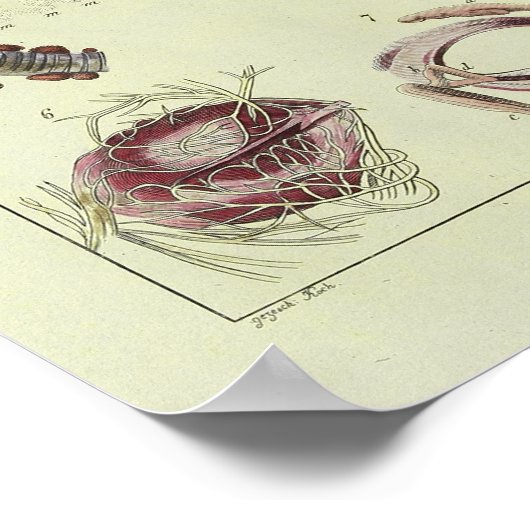  1820 Ooganatomie Kunst afdrukken Poster (Hoek)