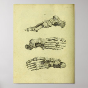 1824 Anatomie Botten voor menselijke voet Afdrukke Poster