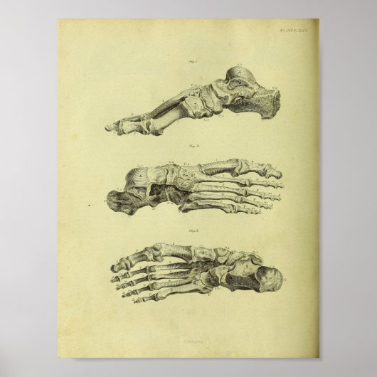 1824 Anatomie Botten voor menselijke voet Afdrukke Poster (Voorkant)