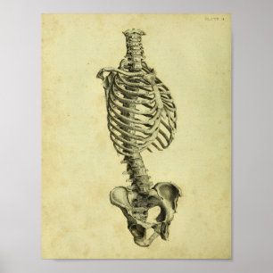 1824 Humaan Skelet Anatomy Print