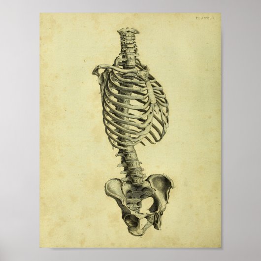 1824 Humaan Skelet Anatomy Print (Voorkant)