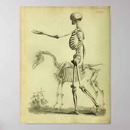 1824 Skelet Anatomie van mensen en paarden Poster (Voorkant)