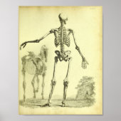 1824 Skelet Anatomie van mensen en paarden Poster (Voorkant)