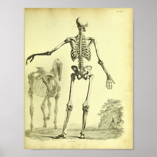 1824 Skelet Anatomie van mensen en paarden Poster (Voorkant)