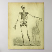 1824 Skelet Anatomie van mensen en paarden Poster (Voorkant)