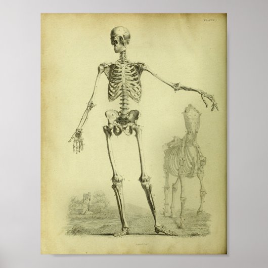 1824 Skelet Anatomie van mensen en paarden Poster (Voorkant)