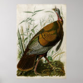 1825  Wild Turkey door John Audubon Poster (Voorkant)