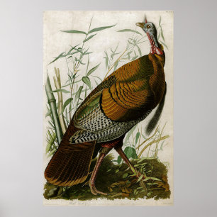 1825 Wild Turkey door John Audubon Poster