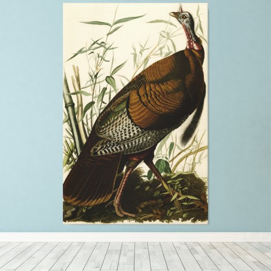 1825  Wilde Turkije Canvas Afdruk (Insitu (Houten vloer))