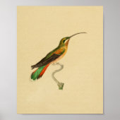 1830 Hummingbird Print (Voorkant)