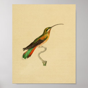  1830 Hummingbird Print