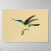  1830 Hummingbird Print Blue Green (Voorkant)