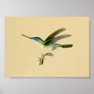  1830 Hummingbird Print Blue Green