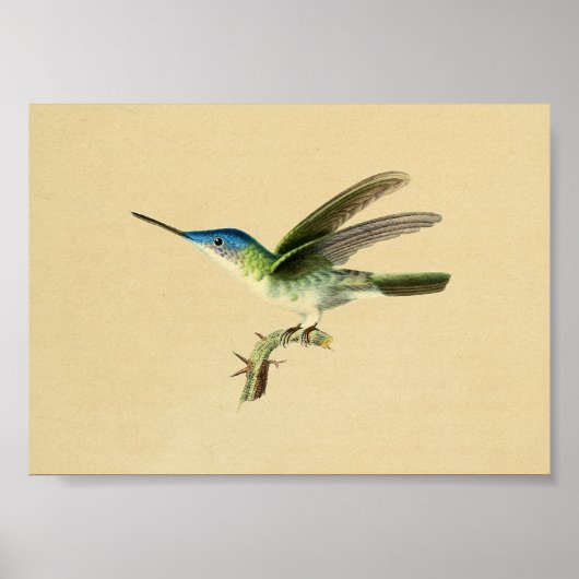  1830 Hummingbird Print Blue Green (Voorkant)