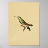 1830 Hummingbird Print Blue Green (Voorkant)